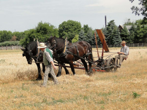 Historic Firestone Farm at Greenfield Village, Dearborn, MI, showing an 1876 reaper recently invented to reduce the physical labor of harvesting. Photo source: http://passionforthepast.blogspot.com/2011/08/early-farming-tools-from-days-gone-by.html