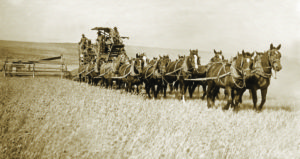 Farmers utilize a team of 14 draft animals to harvest wheat. Source: OSU photo archives.